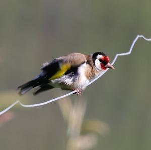 European Goldfinch