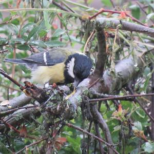 Great Tit