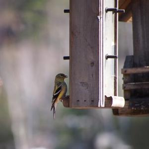 American Goldfinch