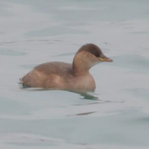 Little Grebe