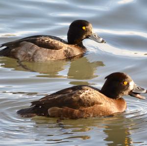 Tufted Duck