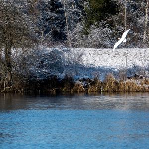 Great Egret