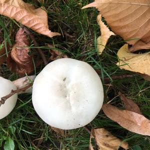 Meadow Agaric