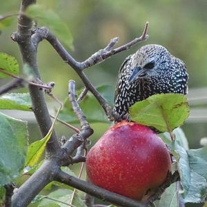 Common Starling