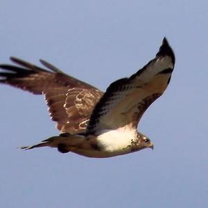 Common Buzzard