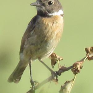 European stonechat