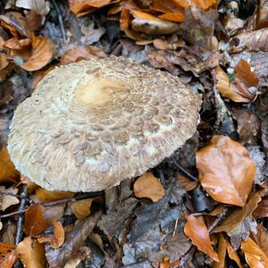 Shaggy Parasol