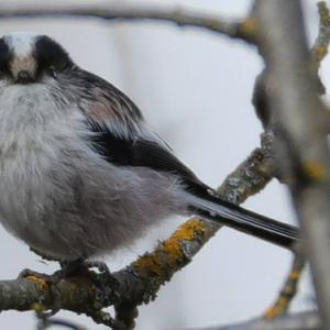 Long-tailed Tit