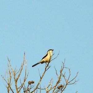 Northern Wheatear