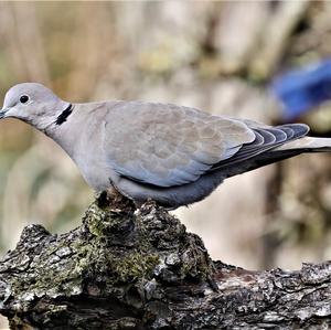 Eurasian Collared-dove