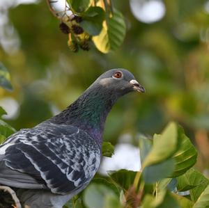 Rock Pigeon