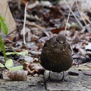 Eurasian Blackbird