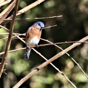 Eastern Bluebird