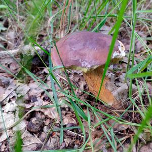 Bay Bolete