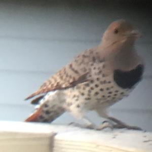 Northern Flicker