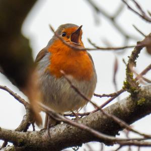 European Robin