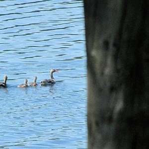 Greylag Goose