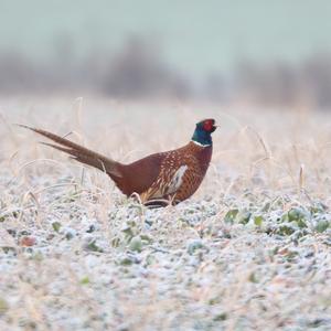 Common Pheasant