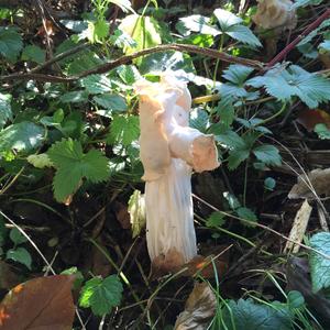 Fluted White Helvella