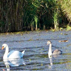 Höckerschwan