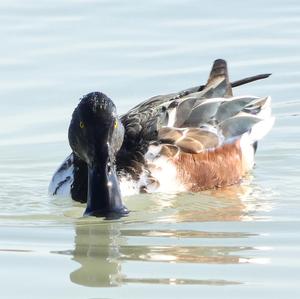 Red Shoveler