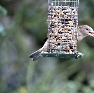 House Sparrow