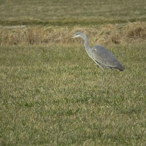 Grey Heron