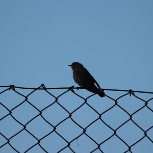 Spotted Flycatcher