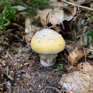 Gemmed Amanita