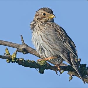 Corn Bunting