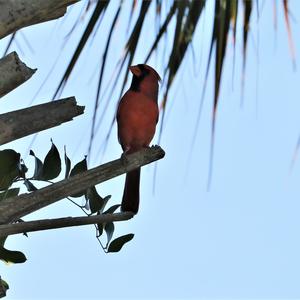 Northern Cardinal