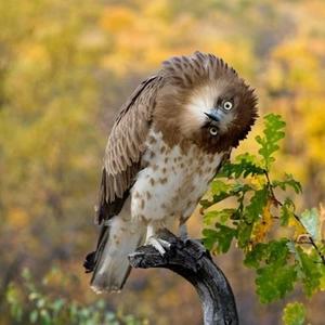 Northern Goshawk