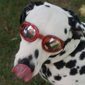 Unknown Breed