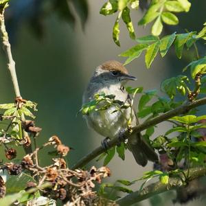 Blackcap