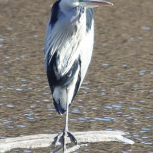 Grey Heron