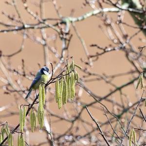 Blue Tit