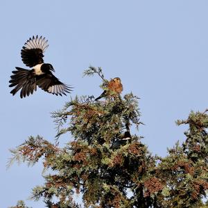 Black-billed Magpie