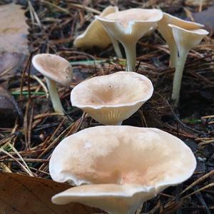 Funnel Clitocybe