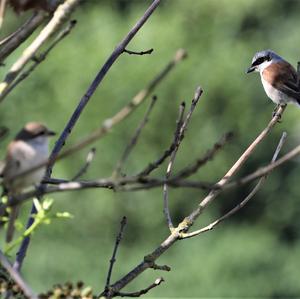 Red-backed Shrike