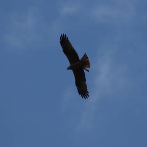 Common Buzzard