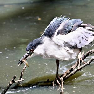 Black-crowned Night-heron