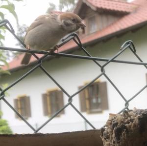 Eurasian Tree Sparrow