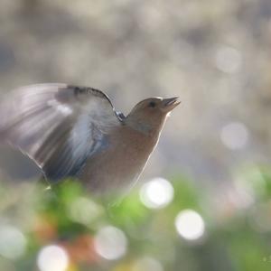 Eurasian Chaffinch