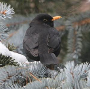 Eurasian Blackbird