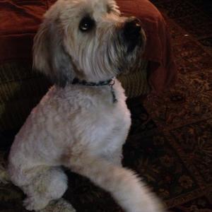 Soft Coated Wheaten Terrier