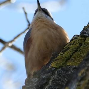 Wood Nuthatch