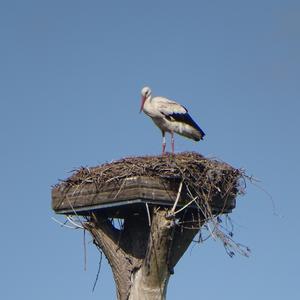 White Stork