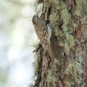 Eurasian Treecreeper