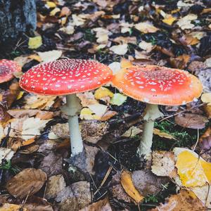 Fly Agaric