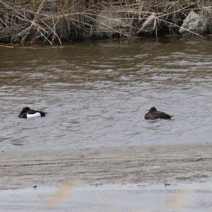 Tufted Duck